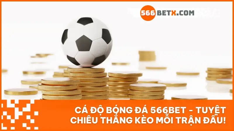 Cá độ bóng đá 566bet